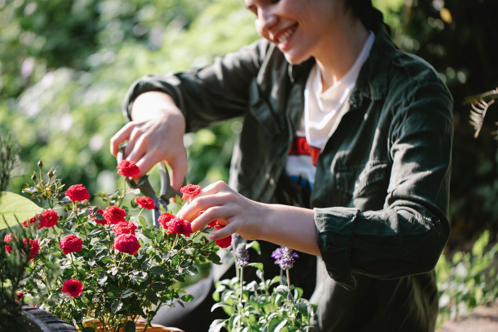 Jardinera sonriendo mientras poda un rosal con flores rojas en un jardín